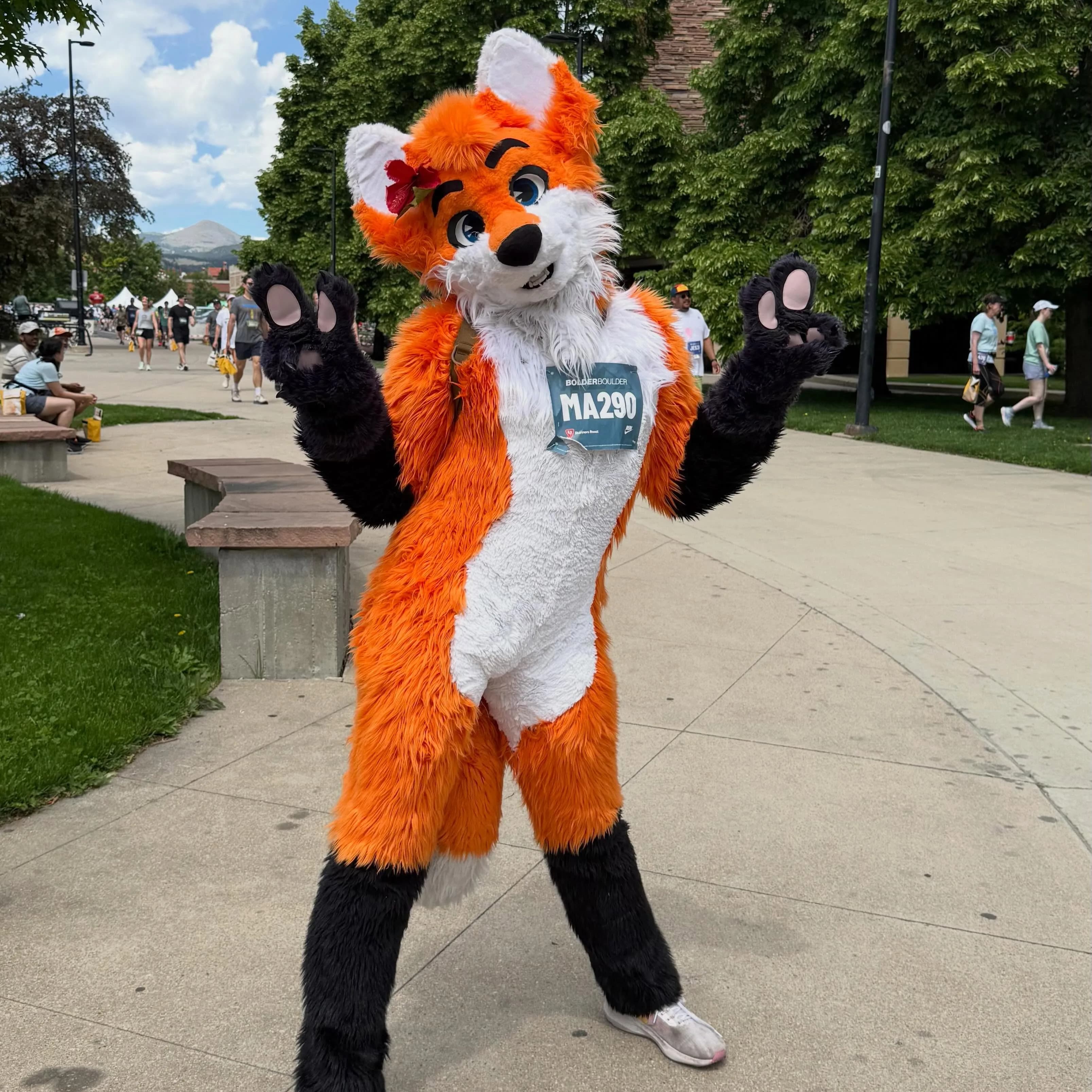 Full-body shot of Blaze the Foxx standing on a Boulder sidewalk with both paws raised, mountains visible in the distance, race bib MA290 on his chest.