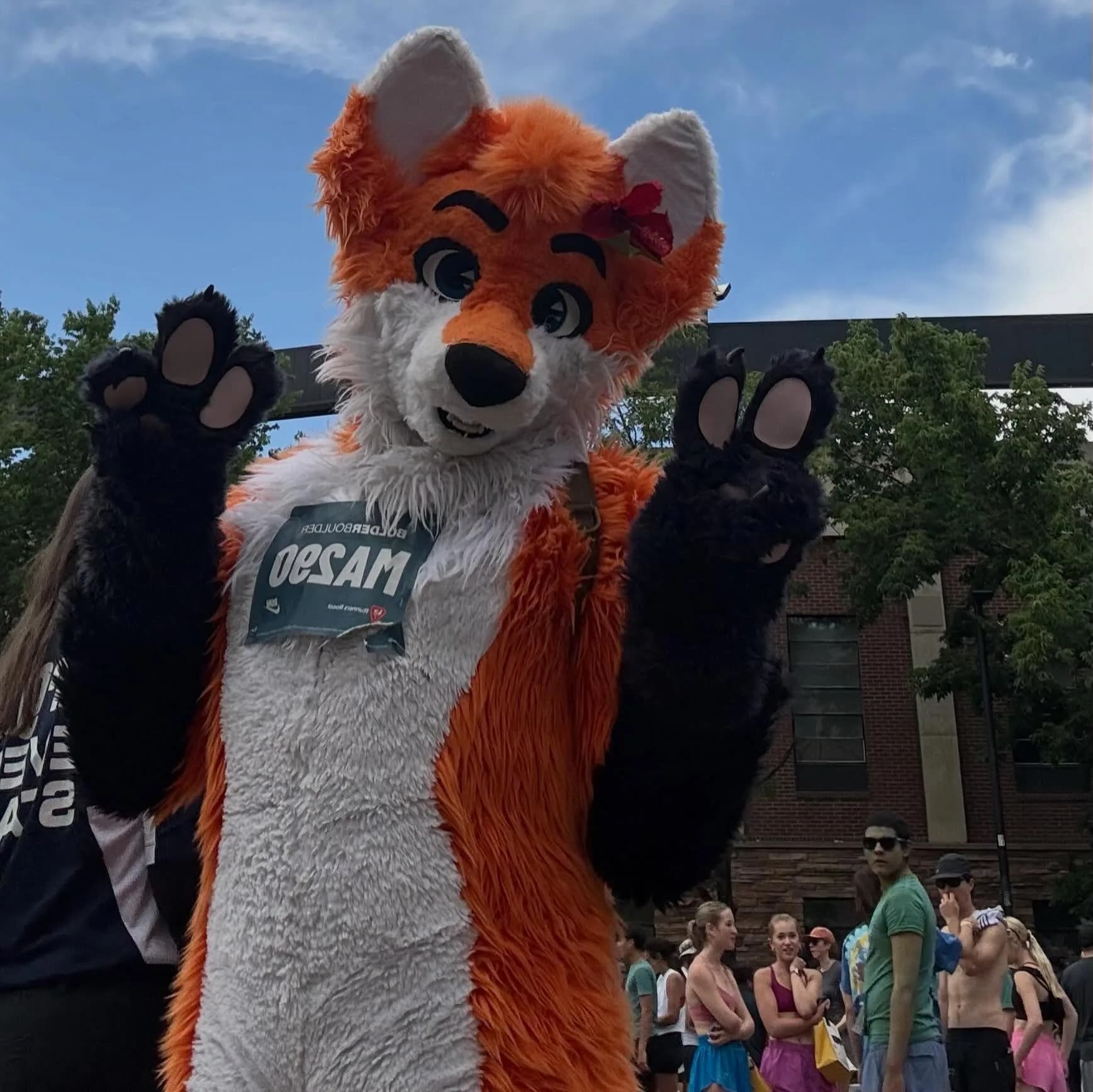 Hero close-up of Blaze the Foxx with both paws raised in a 'tada' pose, race bib MA290 across his chest, blue sky and a CU Boulder building behind him.